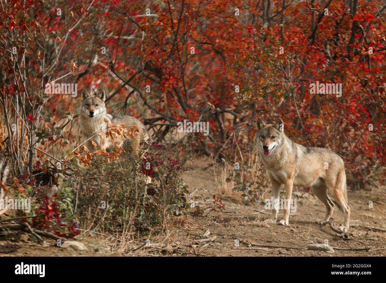 Graue Wölfe in den roten Herbstfarben, Georgien Stockfoto