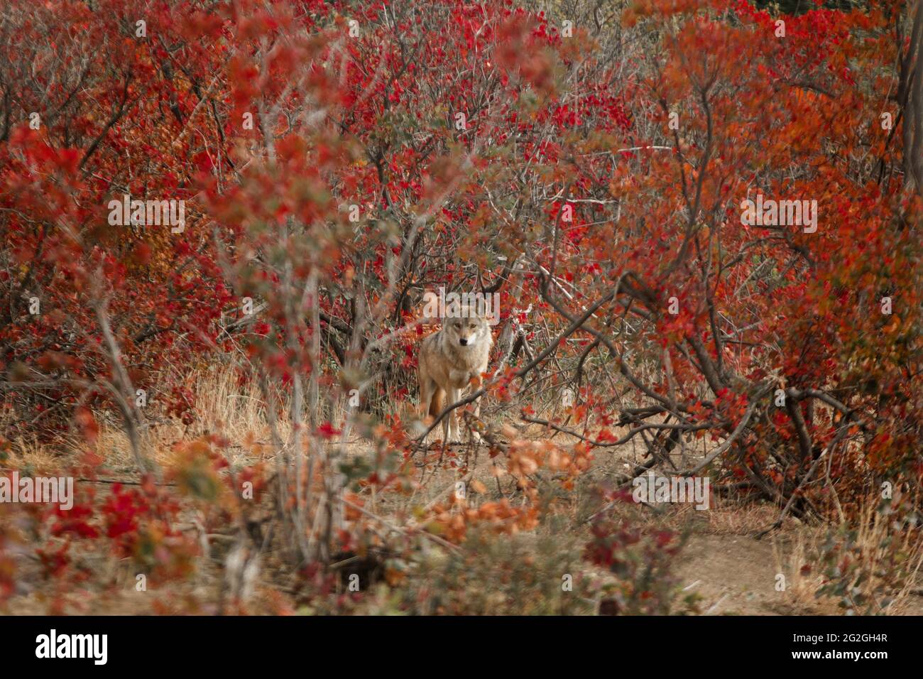 Graue Wölfe in den roten Herbstfarben, Georgien Stockfoto