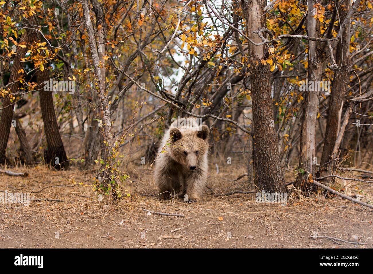 Braunbären in der Natur, Georgien Stockfoto