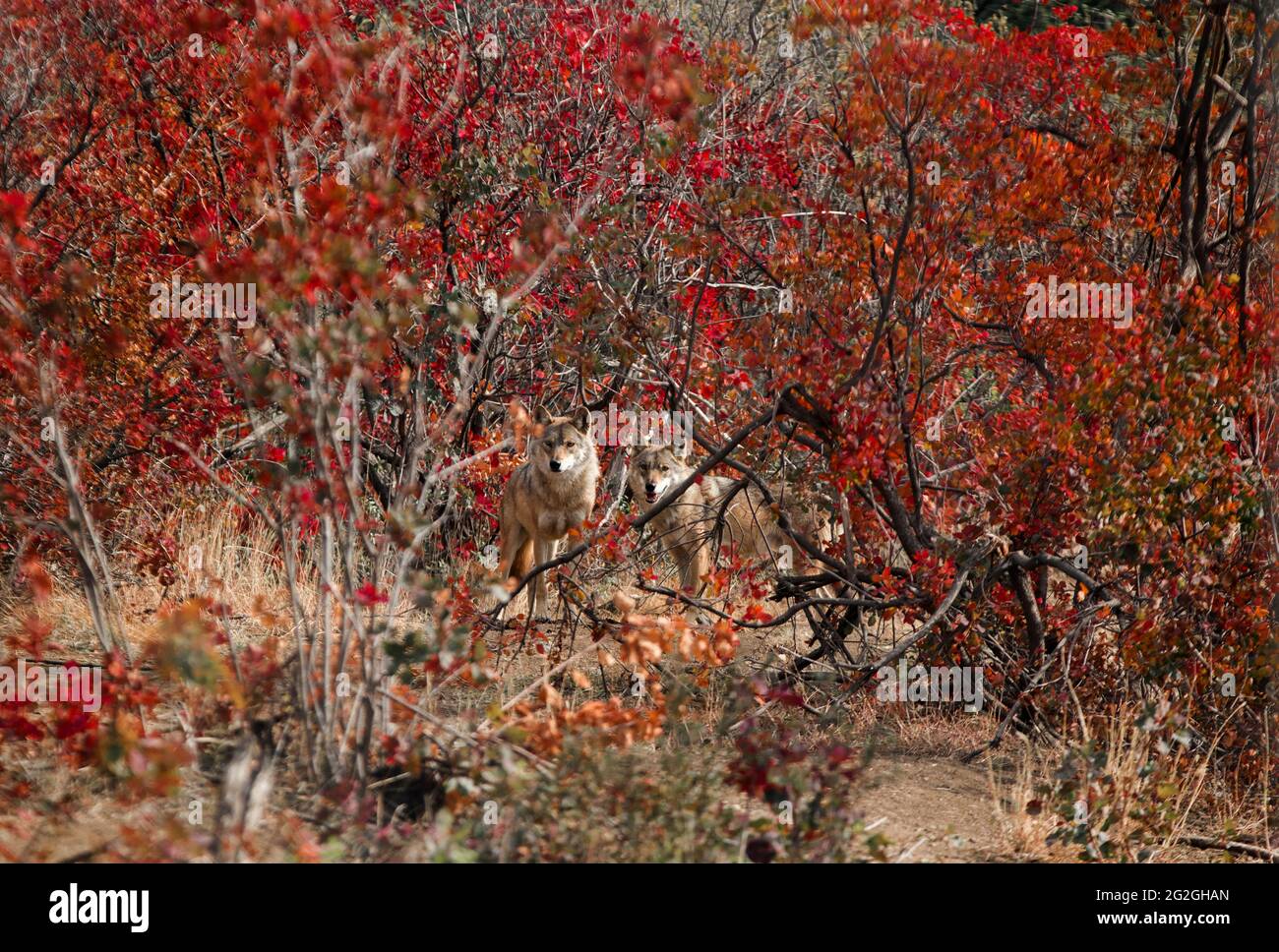 Graue Wölfe in den roten Herbstfarben, Georgien Stockfoto