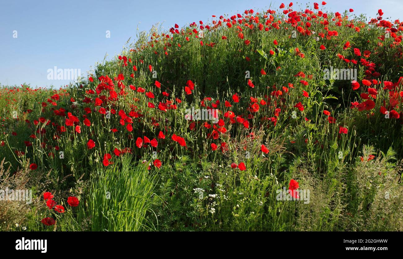 Hügel mit schönen roten Mohnblumen zwischen Gras. Standort: Niedersachsen, Deutschland Stockfoto