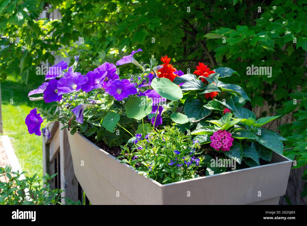 Dieser Garten enthält bunte Geländerkisten, die mit Speichel, Kapuzinerkresse, lantana und Petunia-Blumen gefüllt sind, um Kolibris anzuziehen. Stockfoto