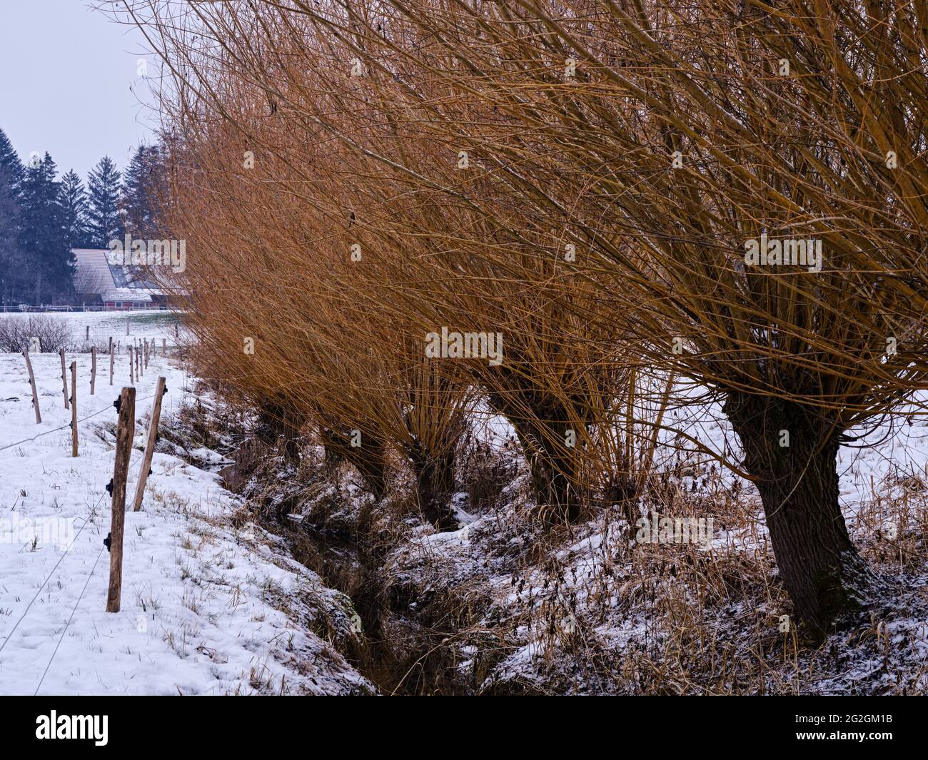 Wintermorgen am Schmutter, Naturpark Augsburger Westwälder, Stockfoto