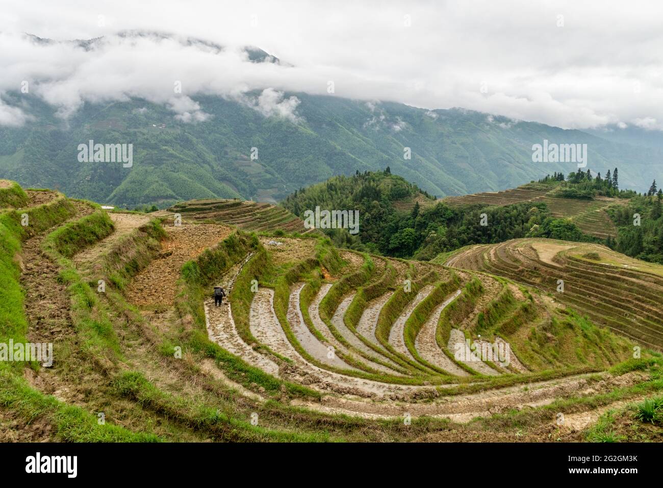 Ein Famer, der in der visuell beeindruckenden Longji-Reisterrasse in Longsheng, Longii, China, arbeitet Stockfoto