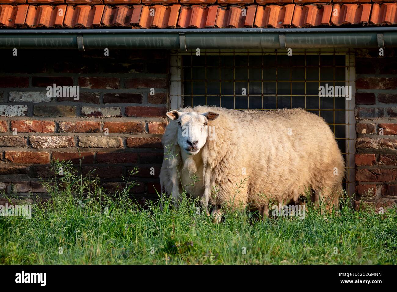 Schafe auf sonniger Weide, Holland Stockfoto