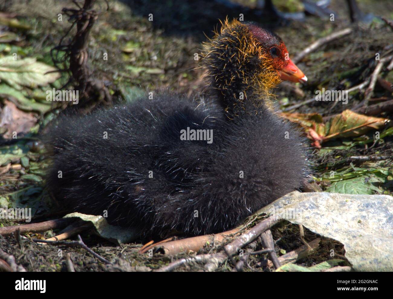 Am See von Capesthorn Hall wartet der kleine Ruß in seinem Nest darauf, gefüttert zu werden Stockfoto