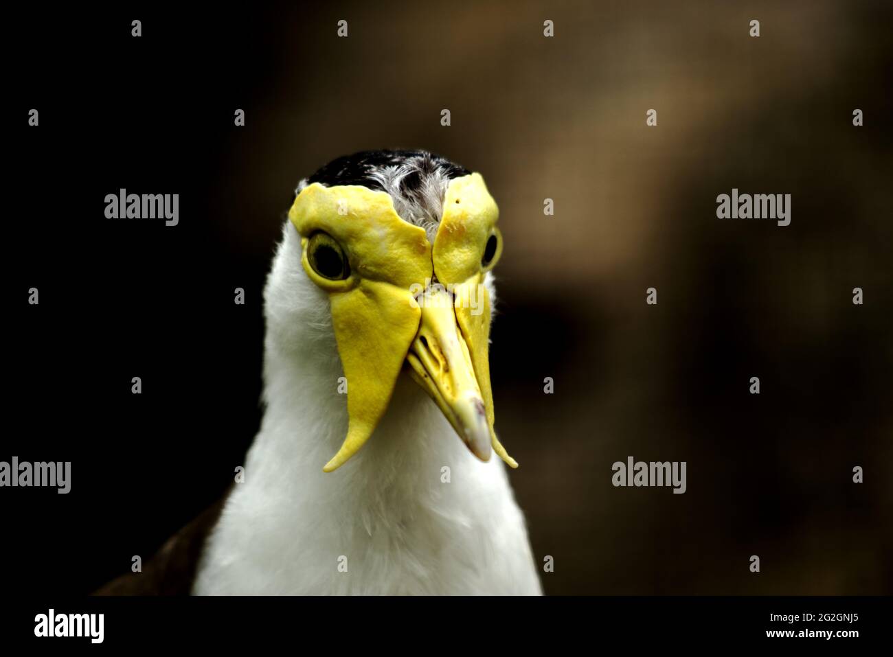 Nahaufnahme von Vanellus Albiceps - Vogelportrait Stockfoto