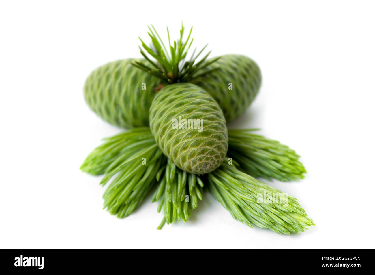 Kleine junge grüne Tannenzapfen auf weißem, isoliertem Hintergrund Stockfotografie