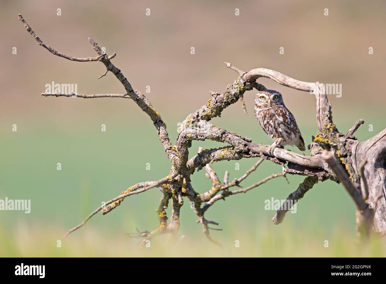 Eine kleine Eule (Athene noctua) thronte tagsüber in einem alten Baum. Stockfoto