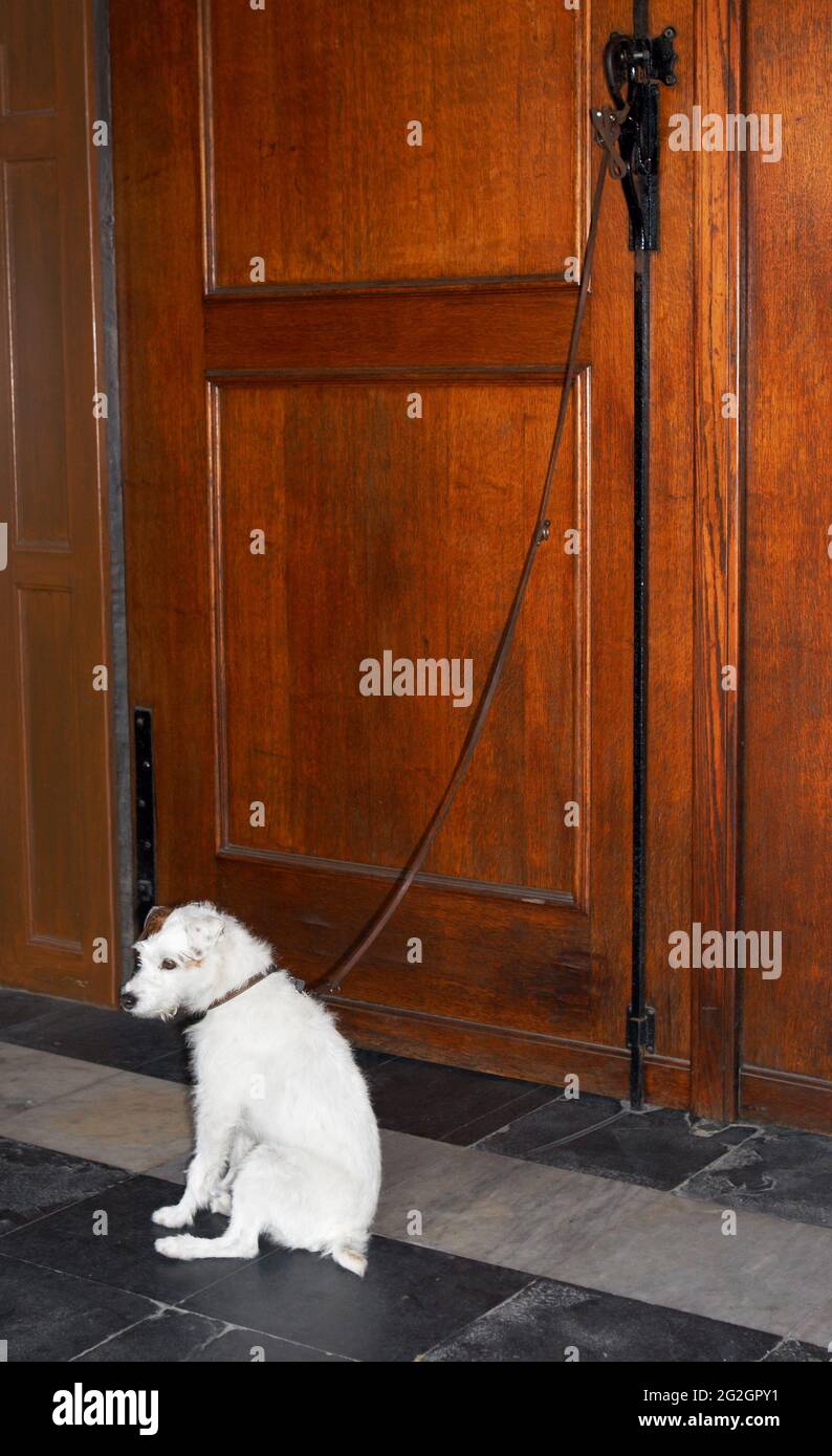 Der reizende Hund blieb allein an der Leine, an eine Holztür gebunden Stockfoto