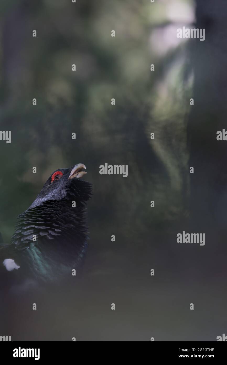 Ein Waldhuhn in den bayerischen Wäldern. Stockfoto