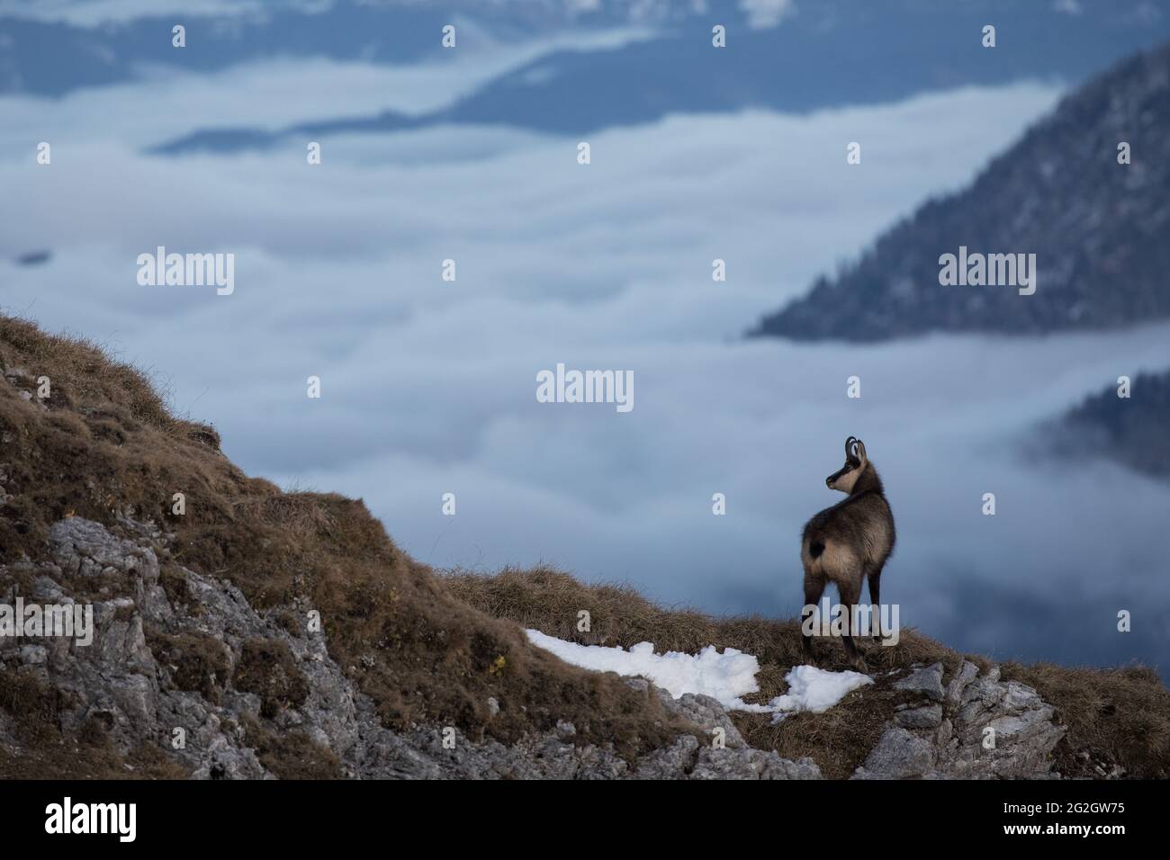 Gämsen im Berchtesgadener Nationalpark Stockfoto