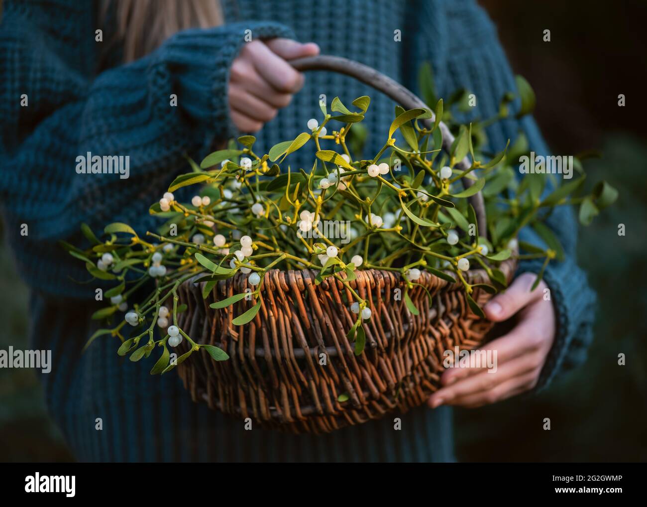 Junges Mädchen mit einem Weidenkorb mit Mistelzweigen mit grünen Blättern und weißen Beeren. (Viscum-Album) Stockfoto