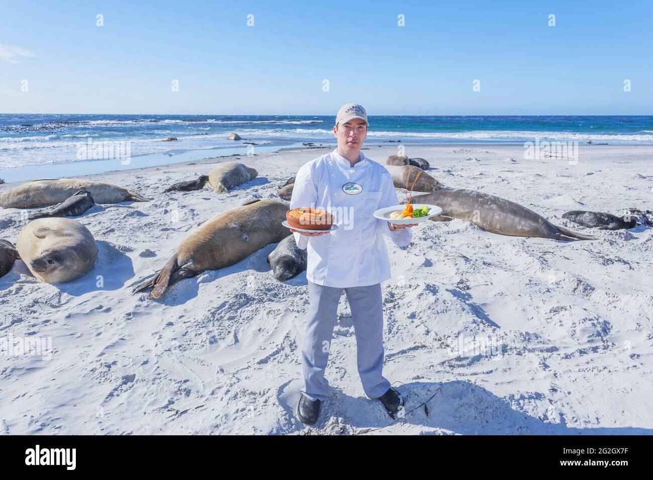 Mittagessen am Strand, Sea Lion Island, Falkland Islands, Südamerika Stockfoto