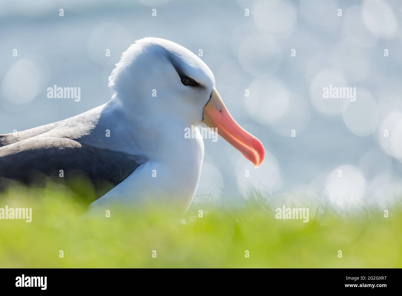 Ein Albatros in der nördlichen Hemisphäre. Stockfoto