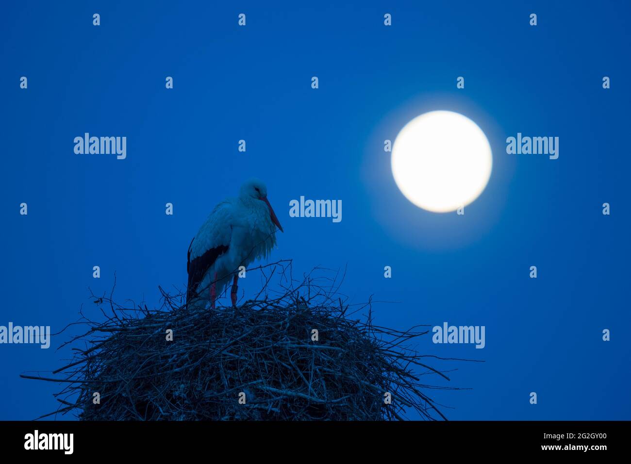 Weißstorch auf dem Nest während eines Vollmondes, Frühling, Hessen, Deutschland Stockfoto