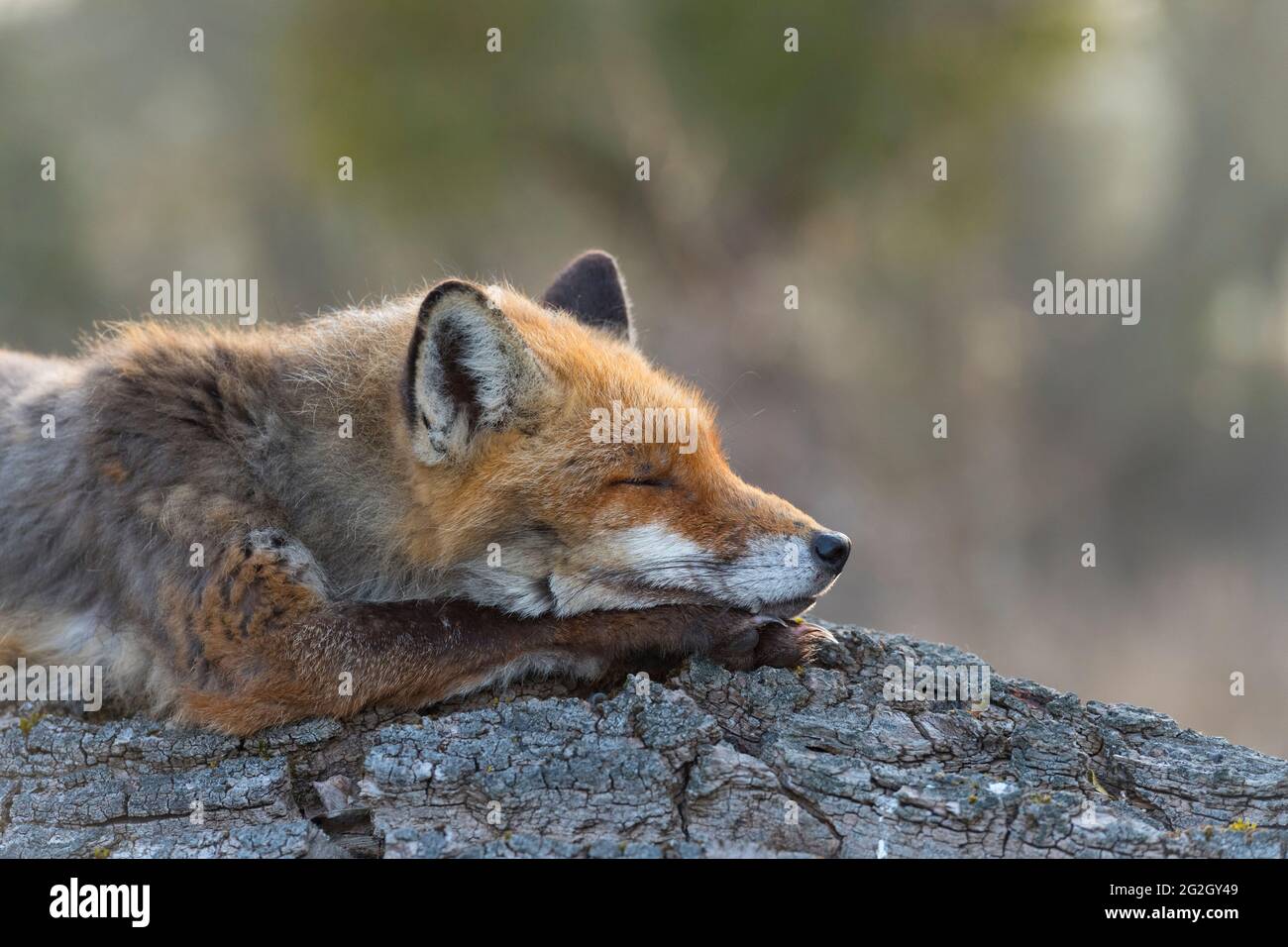 Schlafender Rotfuchs (Vulpes vulpes) auf einem Baumstamm, Frühling, Hessen, Deutschland Stockfoto