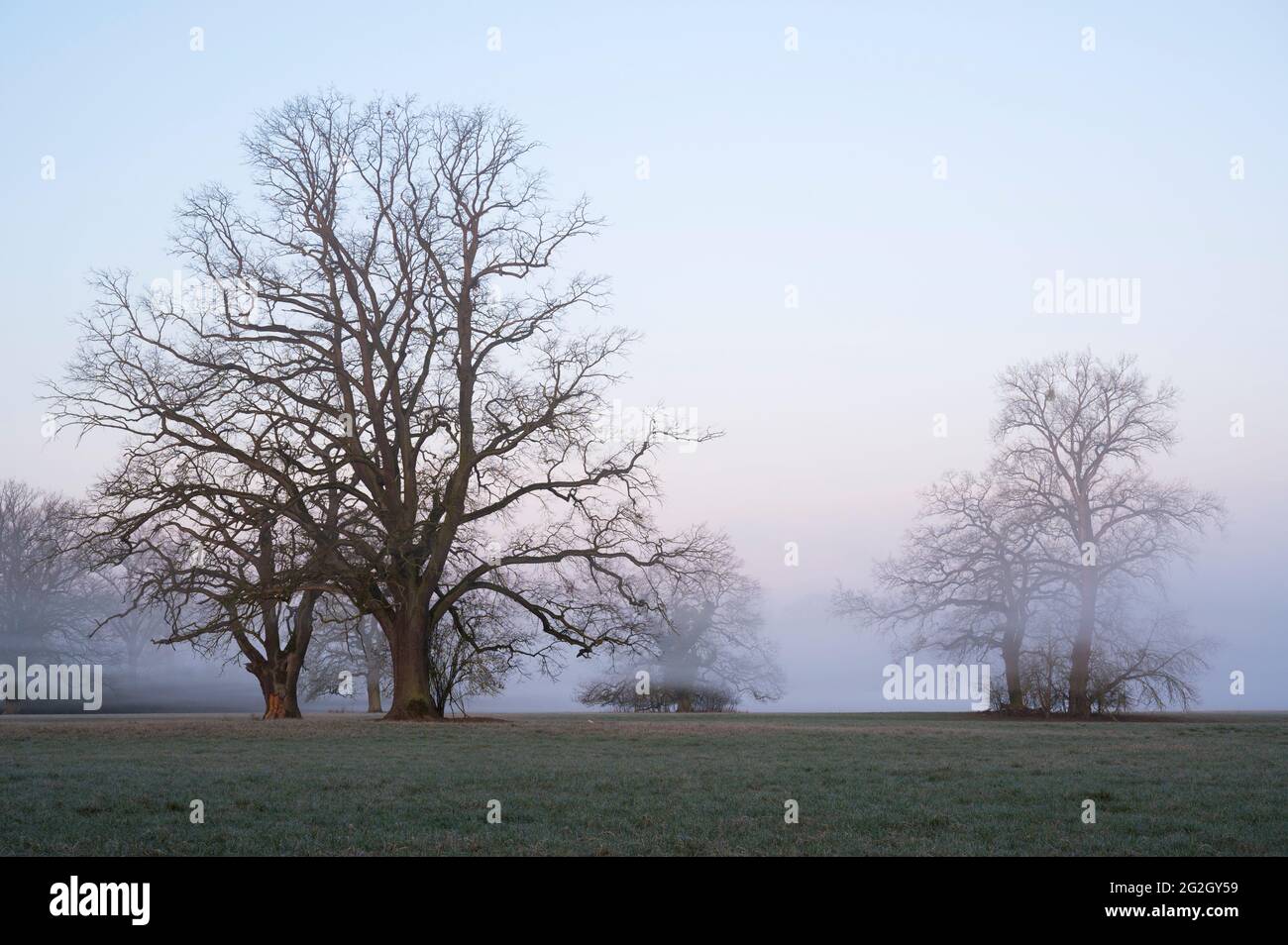 Alte Eichen am Morgen Nebel auf einer Wiese, Frühling, Hessen, Deutschland Stockfoto