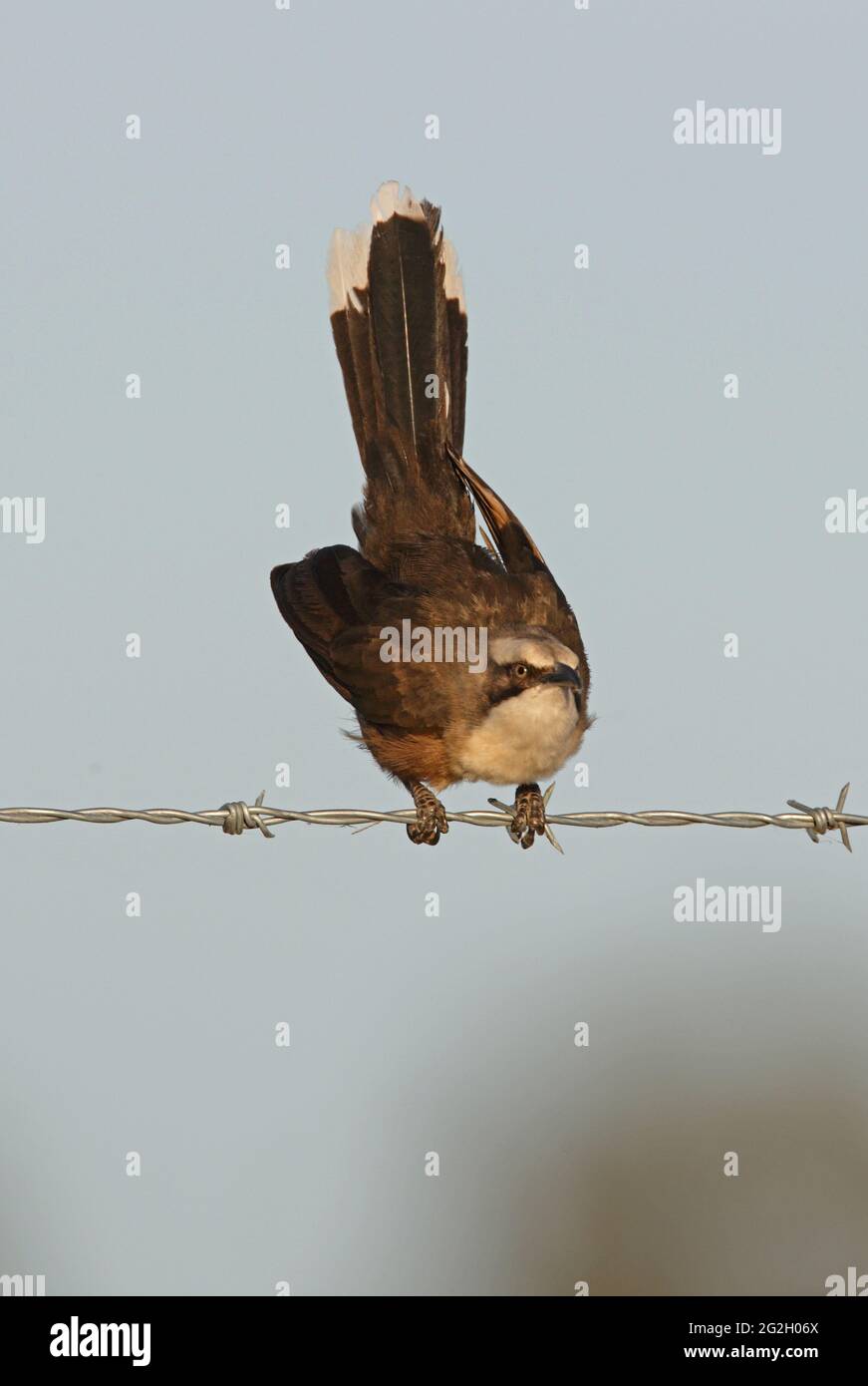 Graukroniger Babbler (Pomatostomus temporalis temporalis) Erwachsener, der auf einem Stacheldraht-Zaun im Südosten von Queensland, Australien, thront Januar Stockfoto