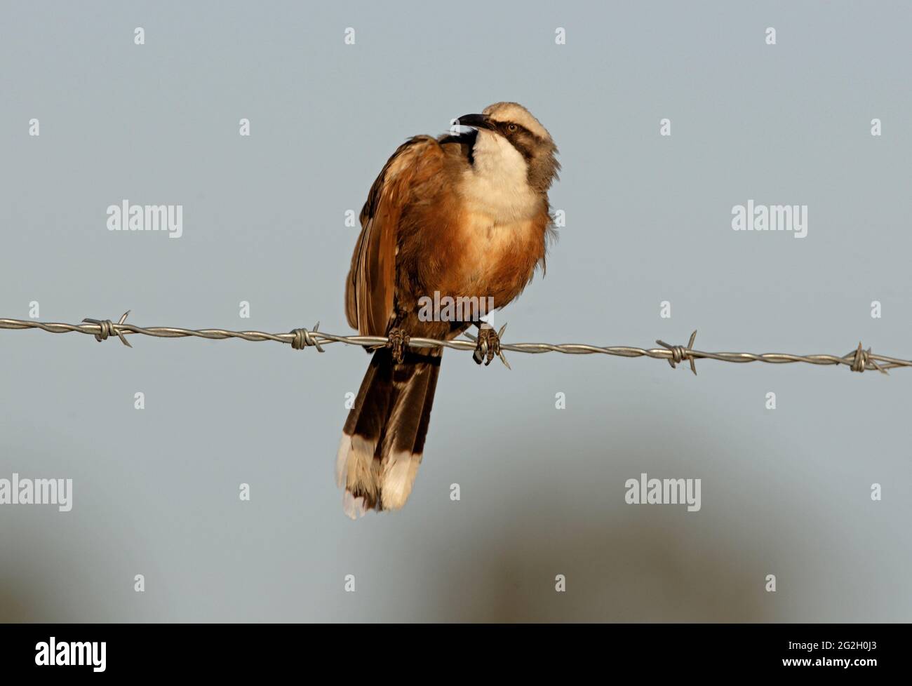 Graukroniger Babbler (Pomatostomus temporalis temporalis) Erwachsener, der auf einem Stacheldraht-Zaun thront und im Südosten von Queensland, Australien, aufragt Januar Stockfoto