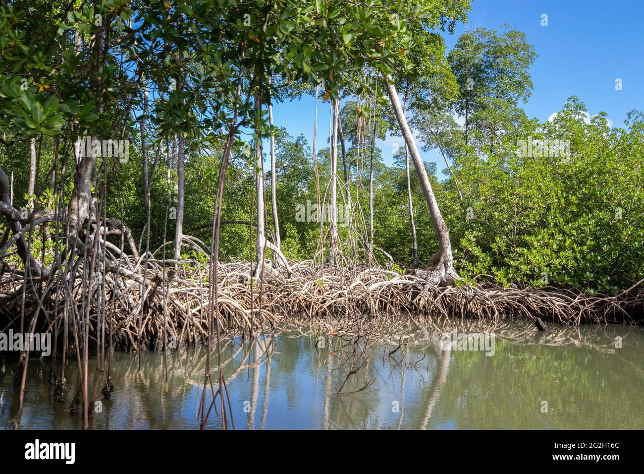 Mangrovenwald im Nationalpark los Haitises Dominikanische Republik, Fluss durch Mangrovenwald mit vielen Mangrovenbäumen an sonnigen Tag Stockfoto