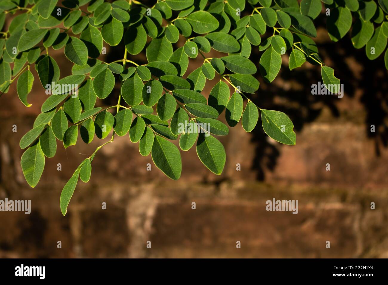 Frische grüne Moringa-Blätter. Die alten Ziegelwände sind mit grünen Blättern bedeckt. Stockfoto