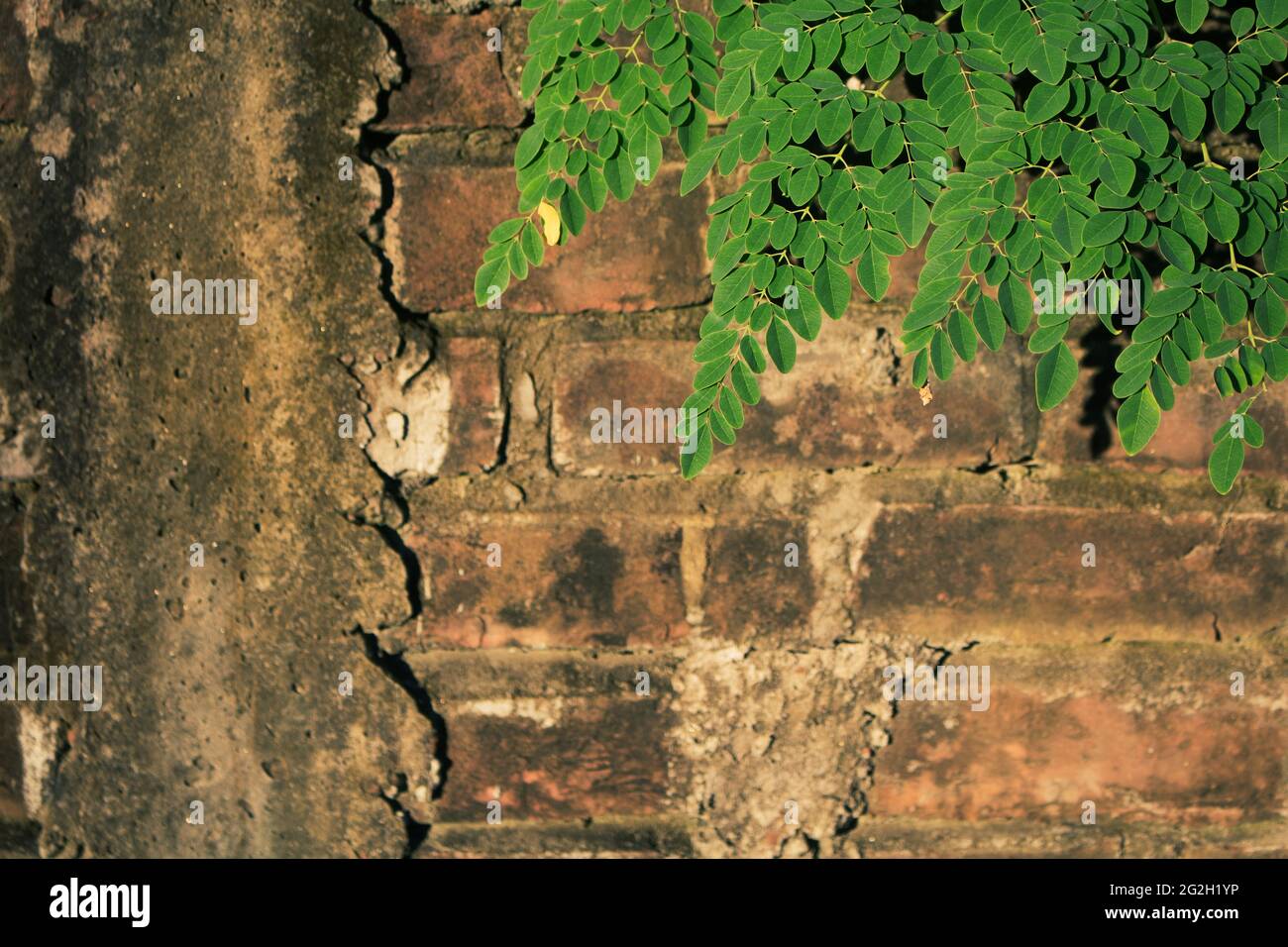 Frische grüne Moringa-Blätter. Die alten Ziegelwände sind mit grünen Blättern bedeckt. Stockfoto