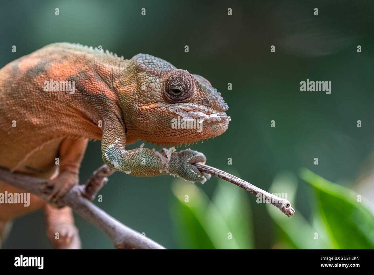 panther Chamäleon, schönes Tier Klettern auf einem Ast Stockfoto