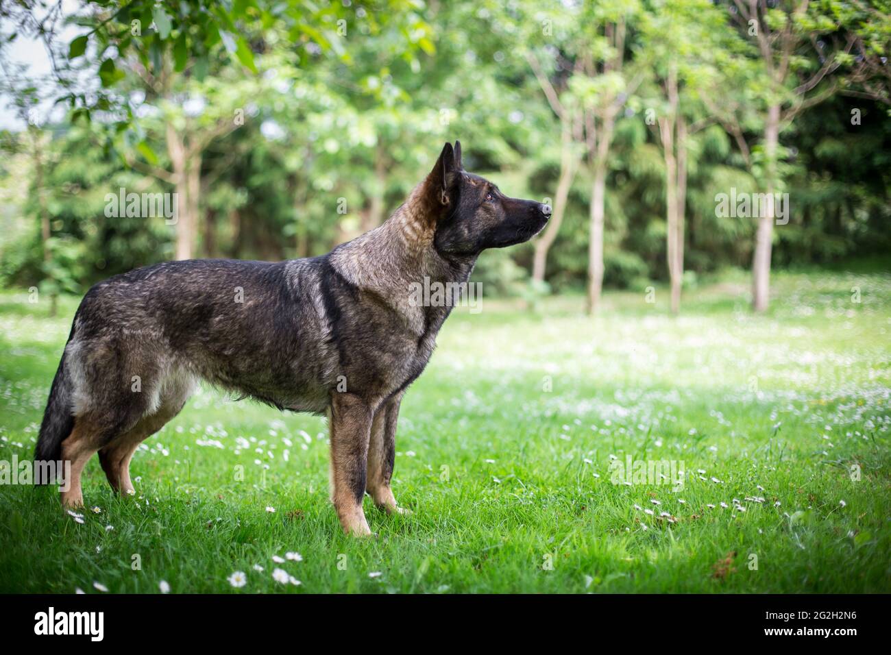 Deutscher Schäferhund (Elsass) Stockfoto