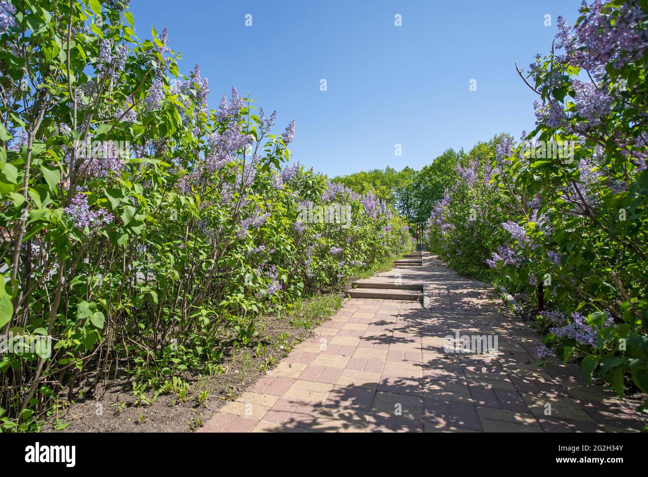 Blühende Sträucher von Fliedergewächsen im Frühling und auf dem Bürgersteig Stockfoto