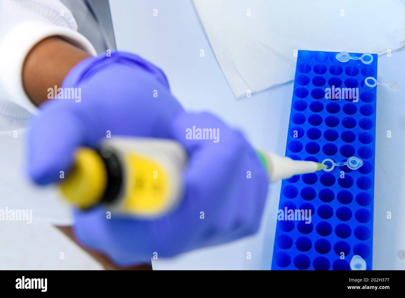 Ein Wissenschaftler in blauen Handschuhen verwendet eine Pipette, um Reagenzgläser in einem Labor an der Universität von Edinburgh, Edinburgh, Schottland, UK, zu füllen Stockfoto