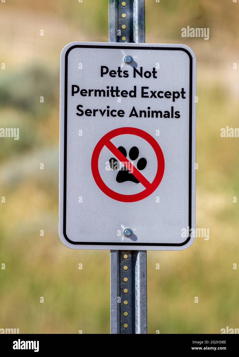 Jetzt Haustiere Zeichen erlaubt Zeichen Stockfoto