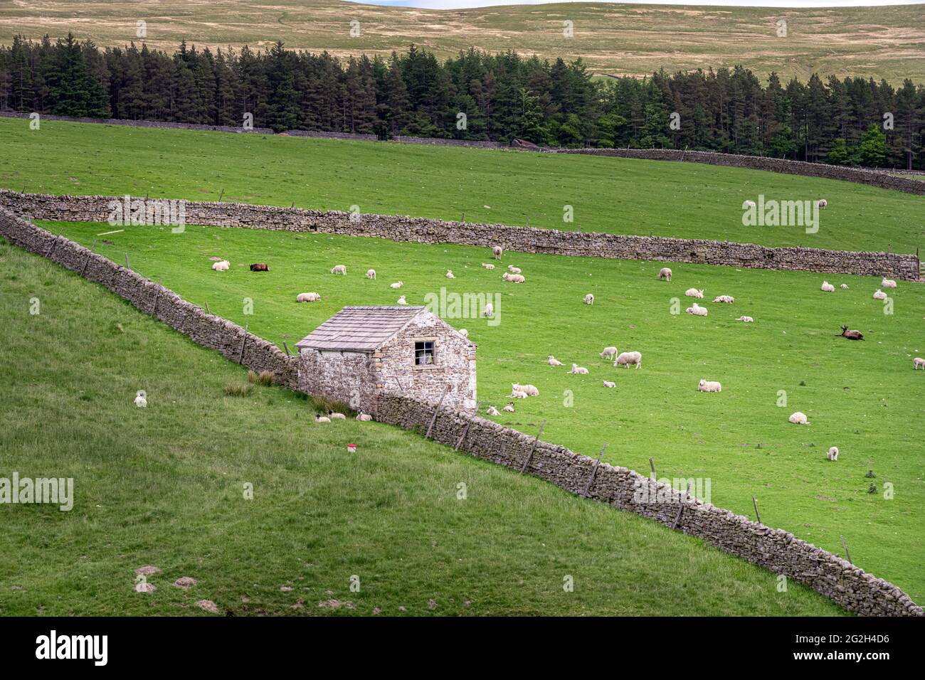 Alte Steinscheune, weiß gewaschen in den North Pennines, England Stockfoto