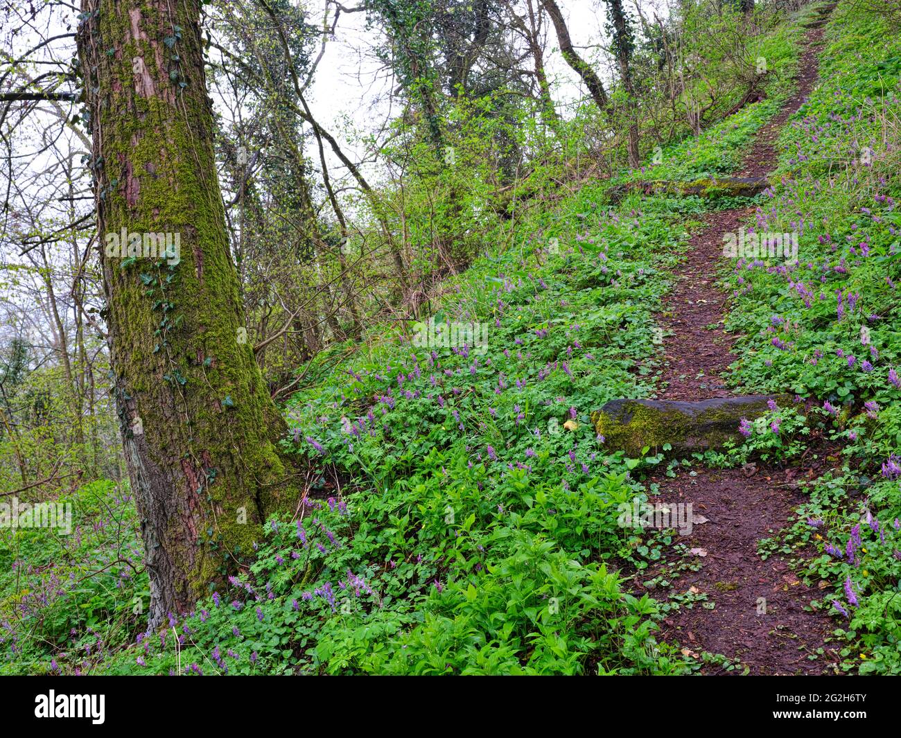 Europa, Deutschland, Hessen, Marburger Land, Geopark Vogelsberg, Amöneburg, Naturschutzgebiet Heckenhain, Urwaldgebiet, Frühlingsflora Stockfoto