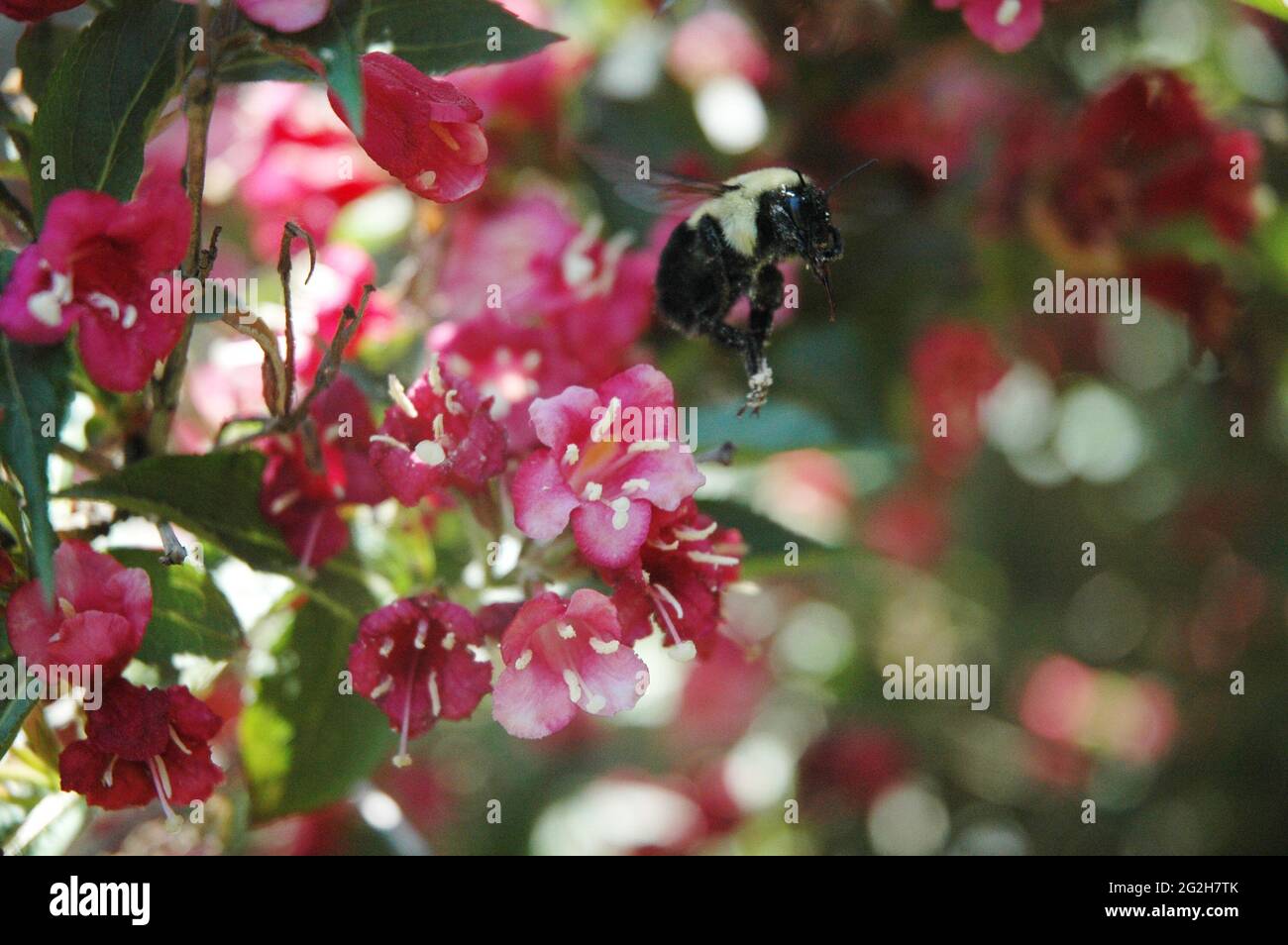 Biene auf Blüte Stockfoto