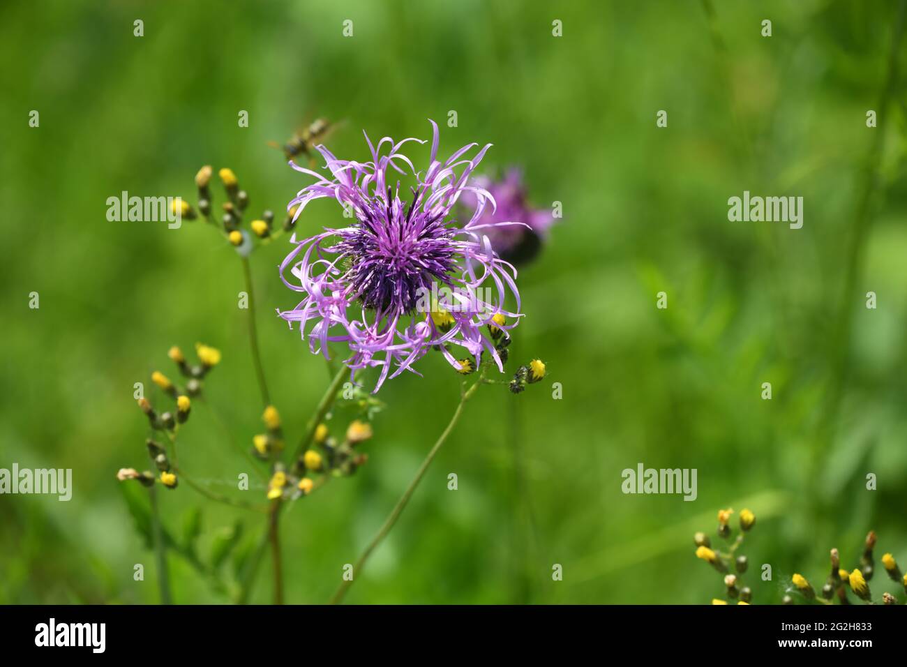 Wiesenflockenblumen - centaurea jacea - auf einer Wiese am Strassenrand in Fussach, Vorarlberg, Österreich Stockfoto