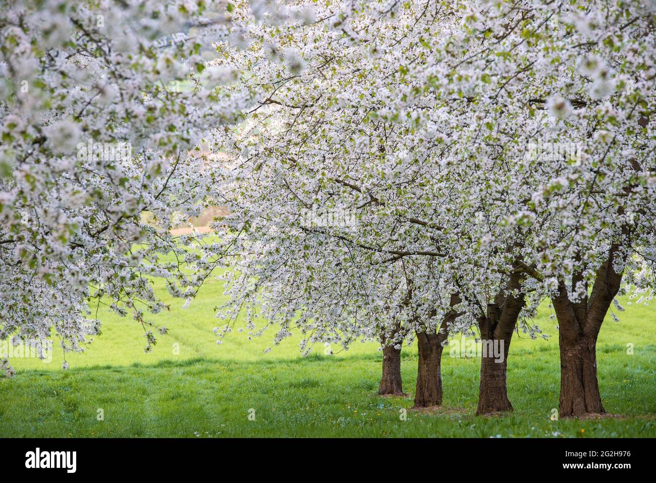 Blühende Kirschbäume in Eggenertal, Deutschland, Baden-Württemberg, Markgräflerland Stockfoto