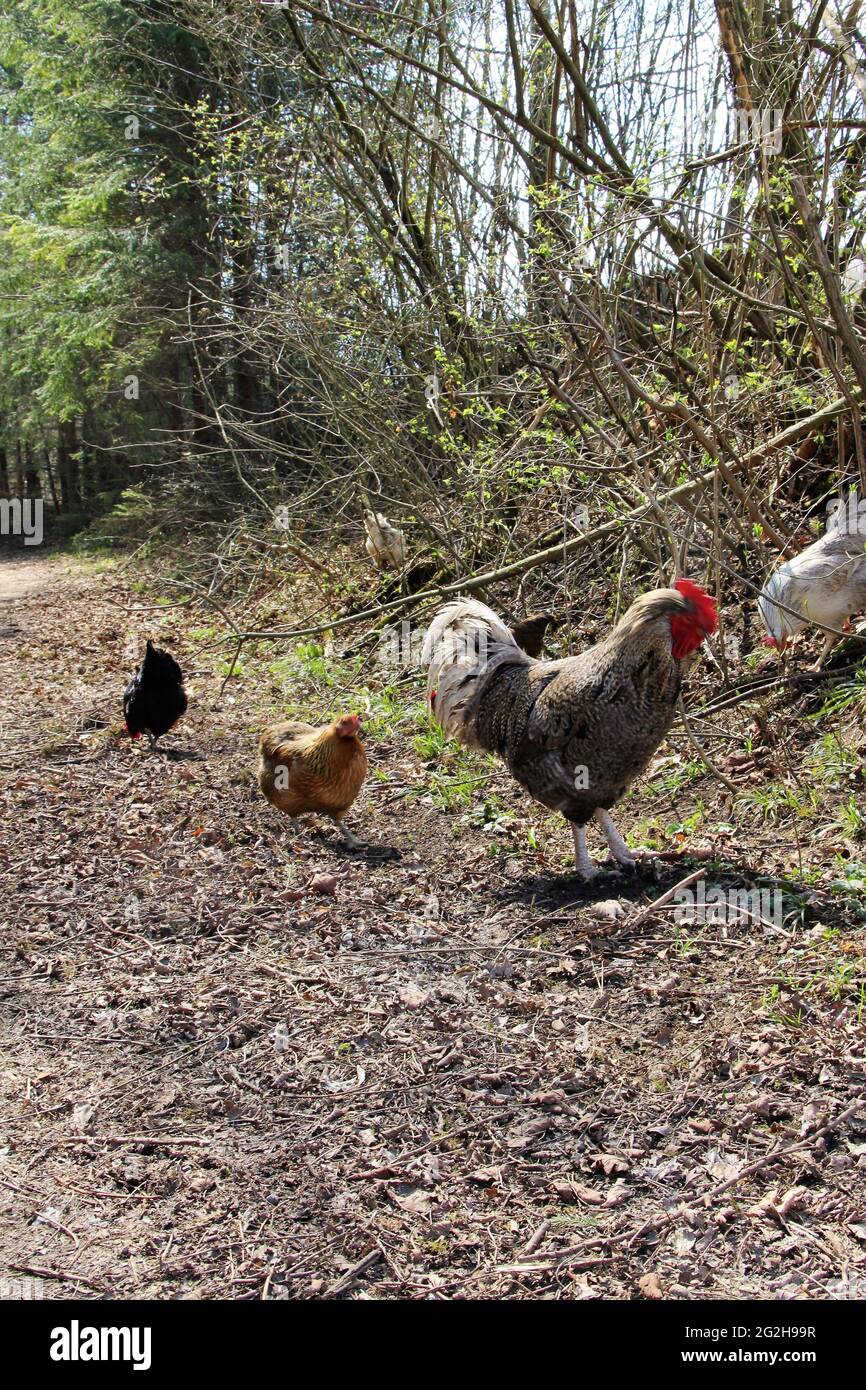 Hühner mit Hahn in Frühlingsstimmung bei Schwaiganger, Deutschland, Bayern, Oberbayern, Murnau, Ohlstadt, Stockfoto