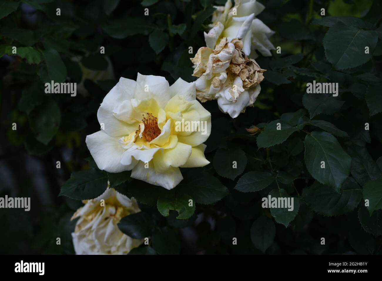 rosa - mit herrlichem zart gelbeRosenblüte als Zeichen der Liebe und Freundschaft Stockfoto