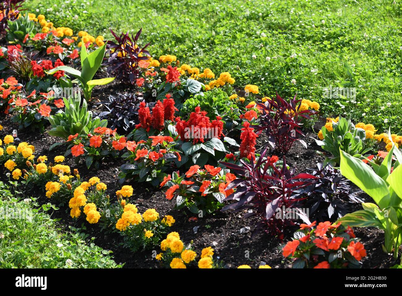 Ausschnitt aus einem Blumenbeet mit bunten Blumen und Blüten in den Seeanlagen der Landeshauptstadt Bregenz im Juni 2021 Stockfoto