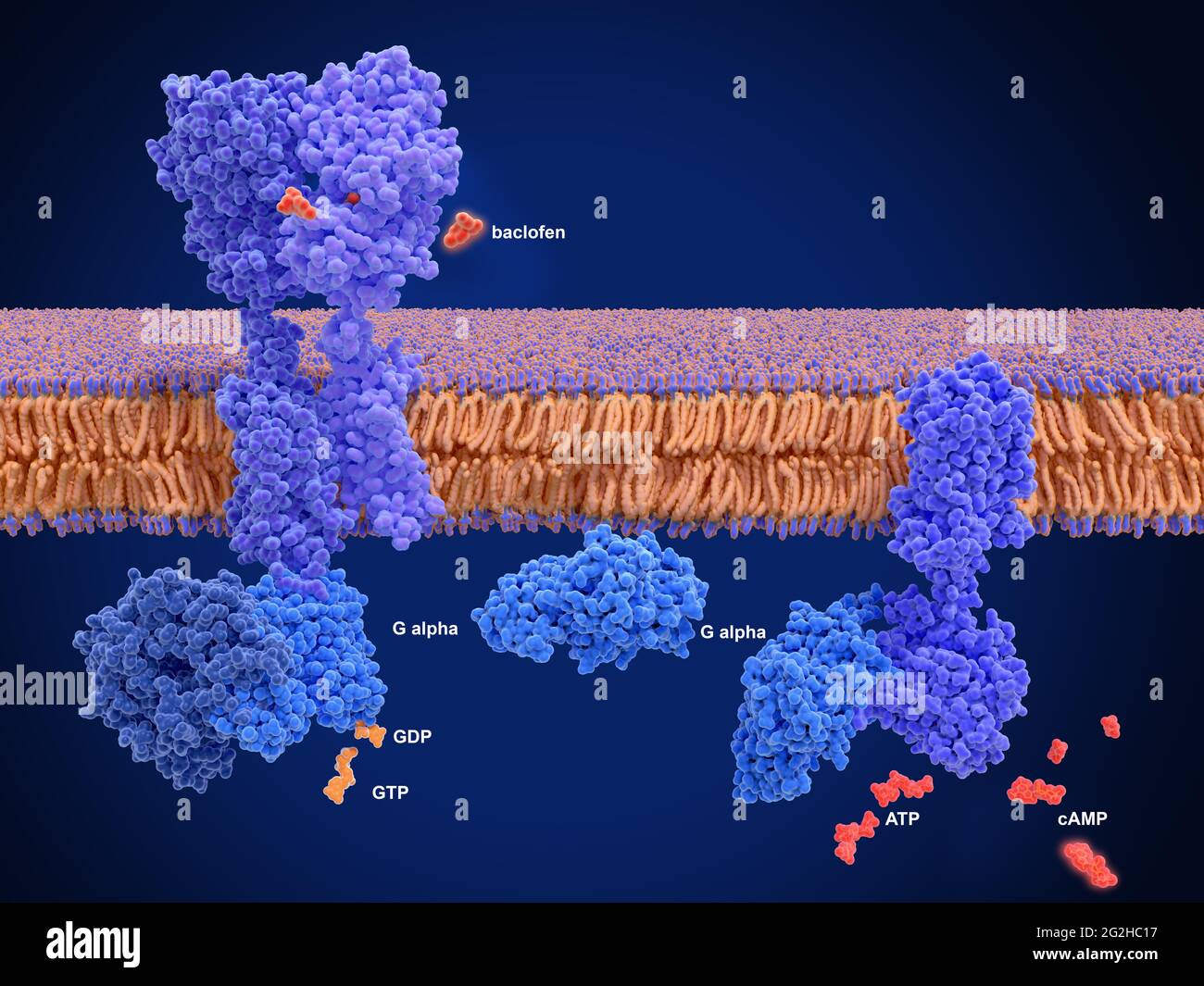 GABA-B-Rezeptor bindet an Baclofen, molekulares Modell Stockfoto