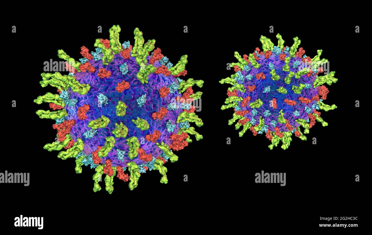 Herpes-simplex-Virus, Illustration Stockfoto