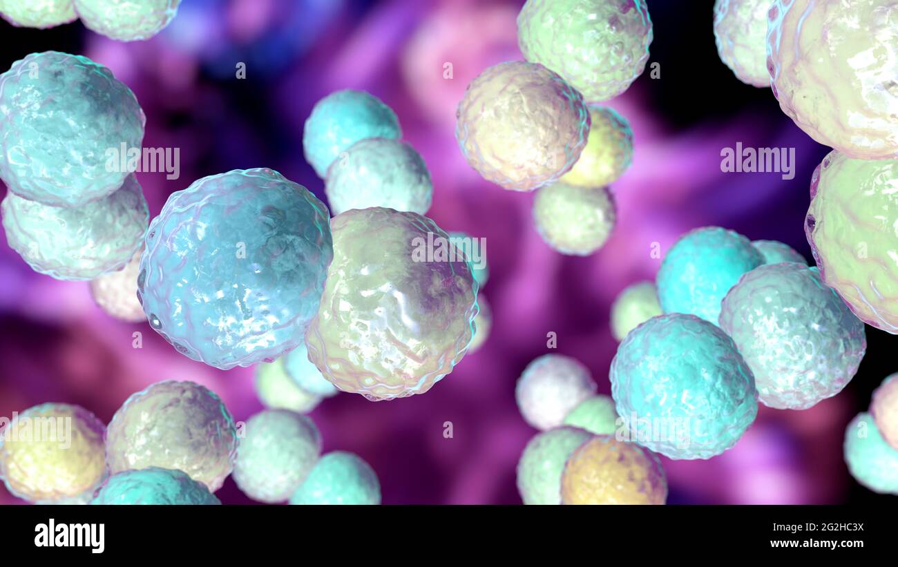 Moraxella catarrhalis Bakterien, Illustration Stockfoto