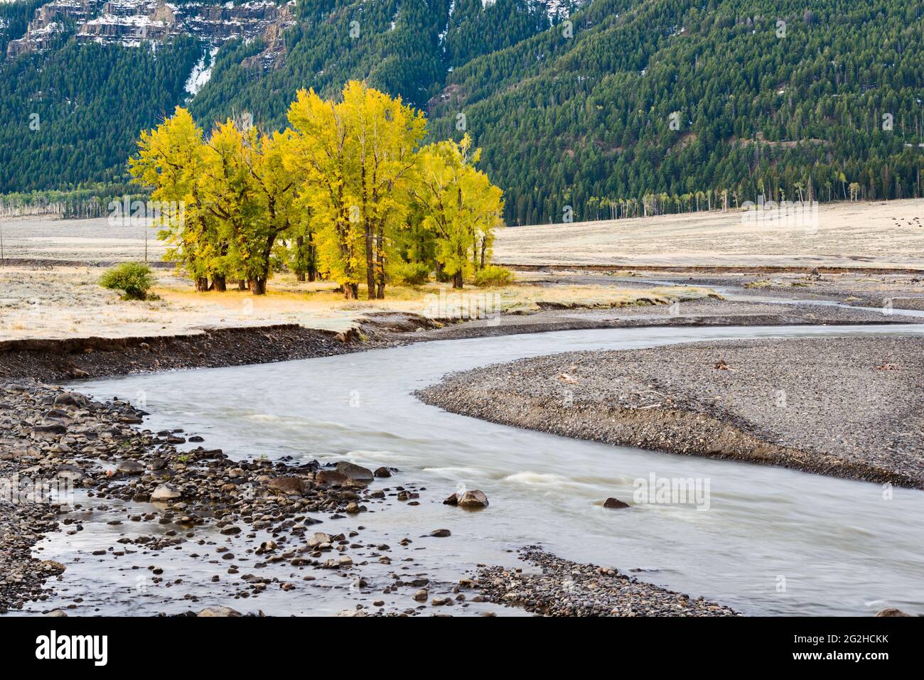 Der Herbst kommt im Lamar Valley in der nordöstlichen Ecke des Yellowstone National Park an. Die Bäume beginnen sich gelb zu färben und Schnee stäubt die fernen Hügel Stockfoto