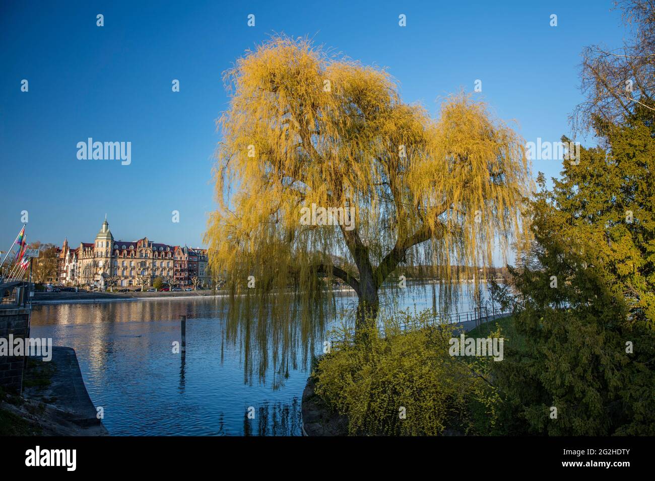 Bodensee, Konstanz, Rhein, Trauerweide, Seestrasse Stockfoto