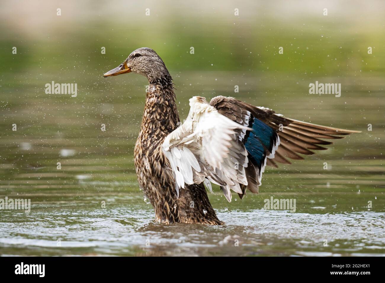 Weibliche Mallard Duck, die ihre Flügel in einem Bach flatternd Stockfoto