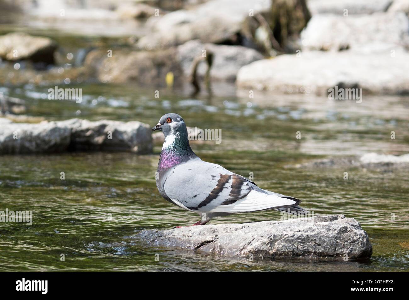 Feral Pigeon, Rock Dove, (Columba livia domestica), City Dove Vogel auf einem Felsen Stockfoto