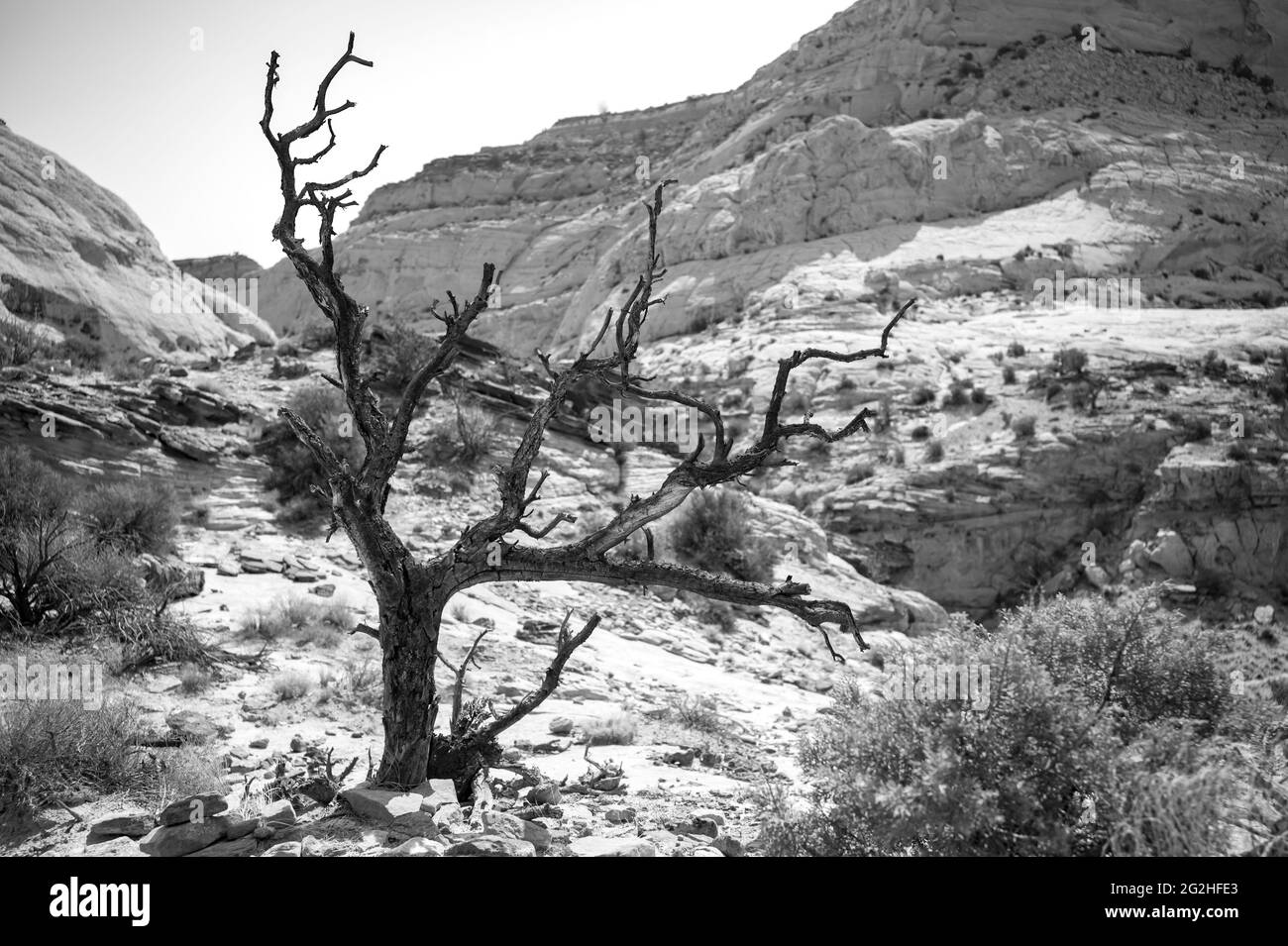 Auf dem Capitol Gorge Trailhead am Ende des Scenic Drive im Capitol Reef National Park, Utah, USA Stockfoto