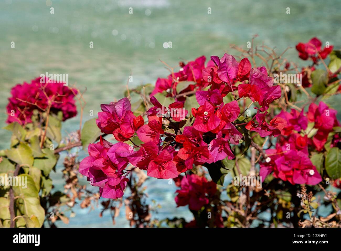 Dreierblüte im Eram-Garten, in Shiraz, Iran Stockfoto