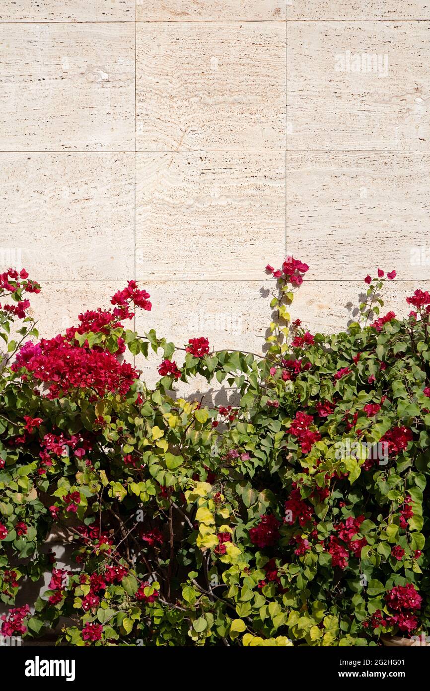 Dreierblüte im Eram-Garten, in Shiraz, Iran Stockfoto